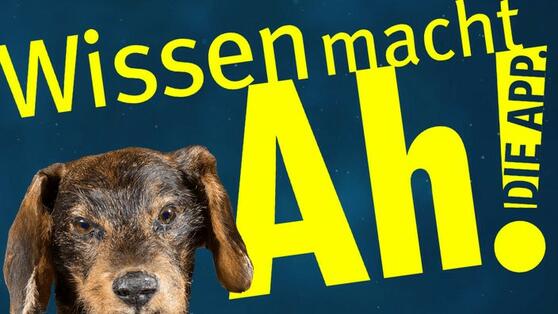 „Wissen macht Ah!“ mit neuer Gaming-App