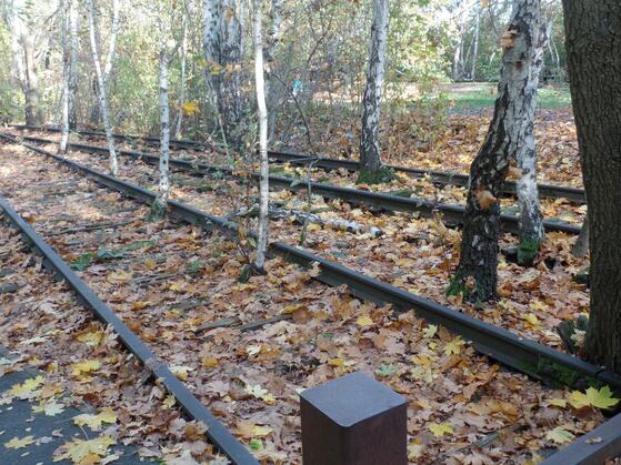 Stadtnatur entdecken: Baumschlau e.V.