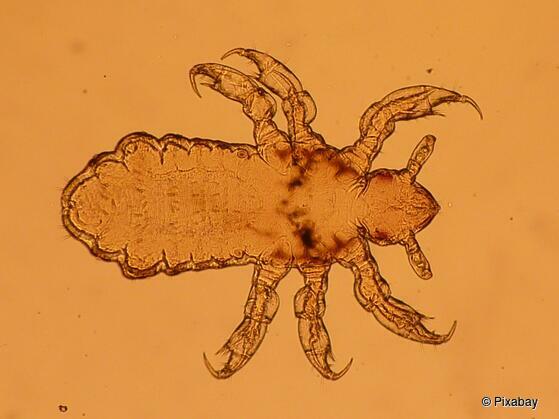 Kopfläuse: nur mit Attest in die Schule?