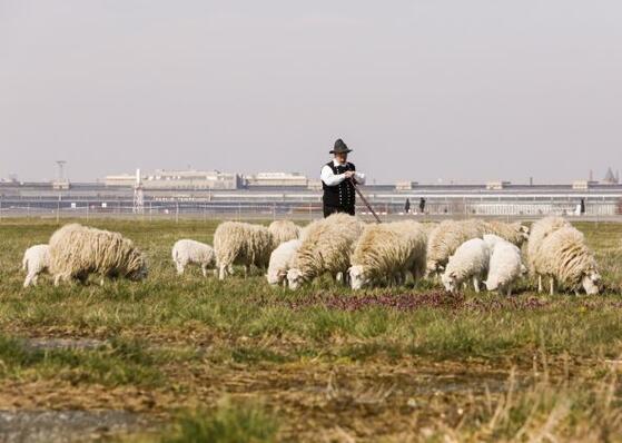 Schafe weiden wieder auf dem Tempelhofer Feld
