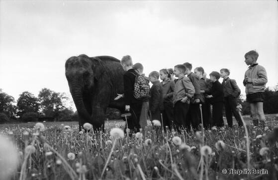 Geschichte in Bildern: 70 Jahre Tierpark Berlin