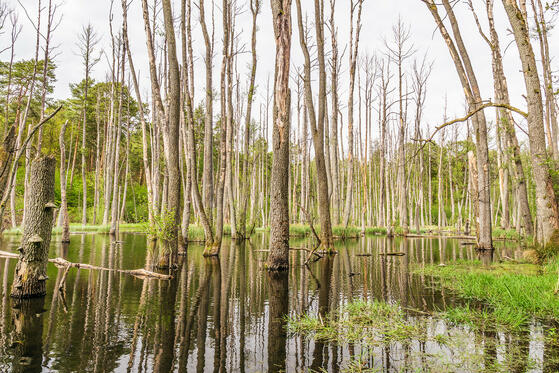 Seewanderung: Briesesee und Boddensee