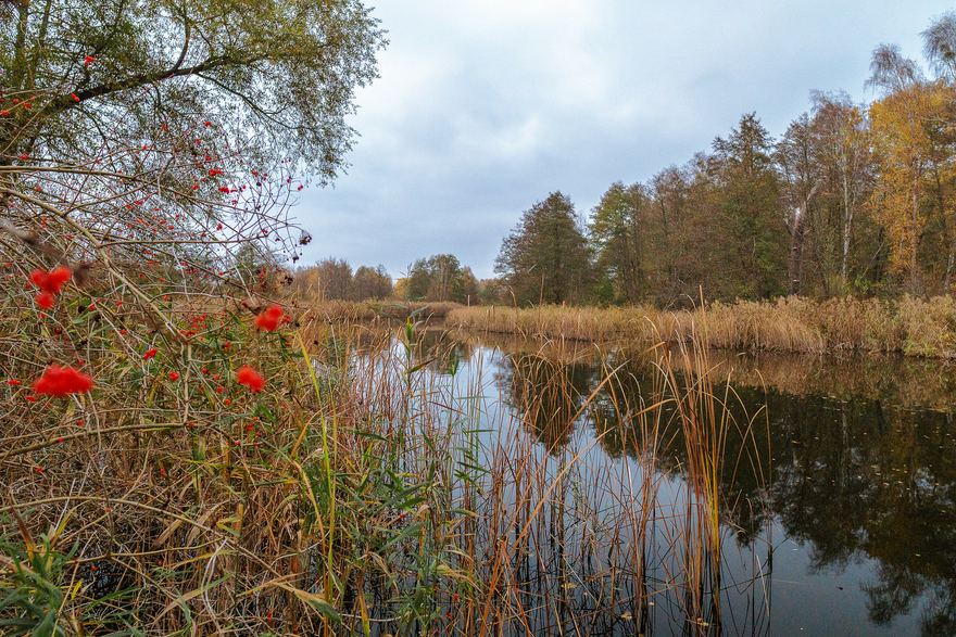 Döbertstich
