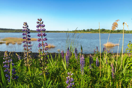 Seewanderung: Drochower See und Annahütter See