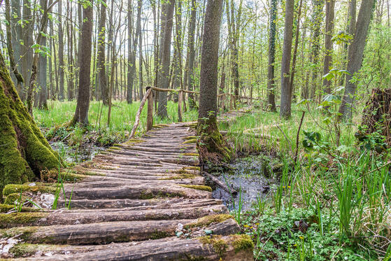 Seewanderung: Großer Trepliner See