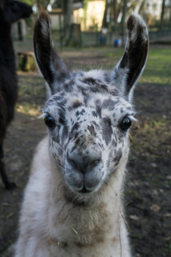 Seewanderung: Großer Heinersdorfer See