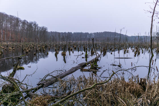 Seewanderung: Krugsee und Moor bei Liepe