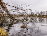 Krummer See und Sutschke-See