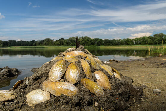 Seewanderung: Löhmer Haussee