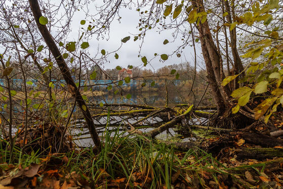 Seewanderung: Nikolassee