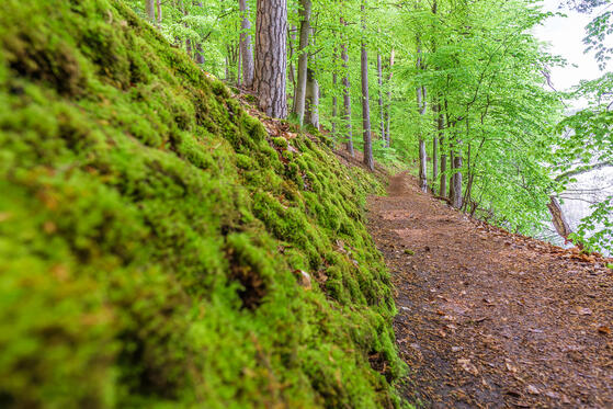 Seewanderung: Roofensee