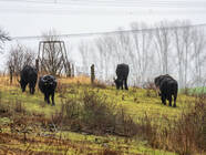 Schönerlinder Teiche