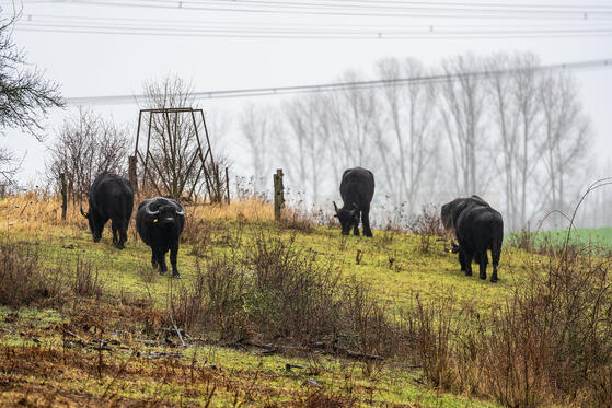 Seewanderung: Schönerlinder Teiche