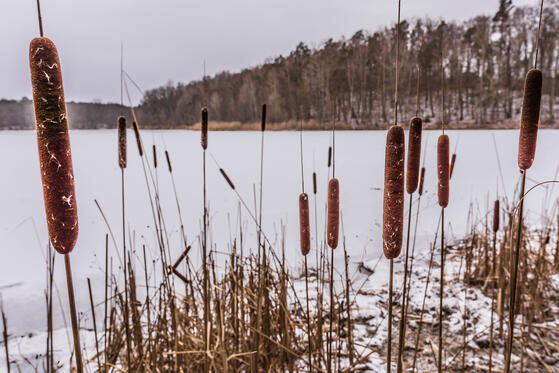 Seewanderung: Sternebecker See und Schloßsee