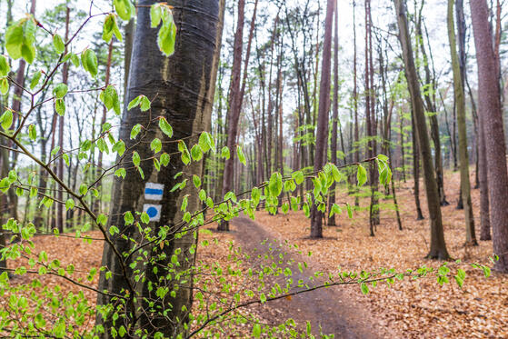 Seewanderung: Tornowsee