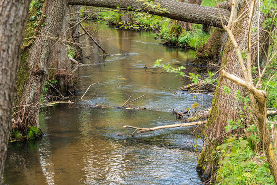 Treppelsee Schlaube