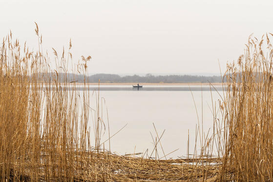 Seewanderung: Unteruckersee (Ostufer)