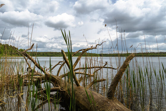 Seewanderung: Wittwesee, Krummer See und Barschsee