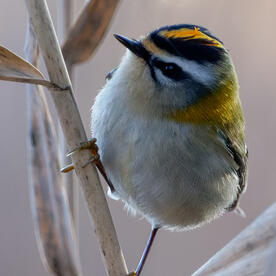 Piep einmal! Das Sommergoldhähnchen