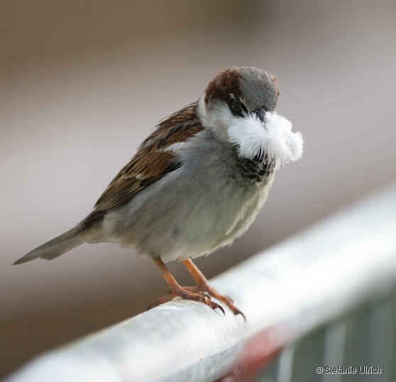 Spatz mit Bart: Es gibt manchmal richtig drollige Vögel mit Bart, wenn sie ihr Nistmaterial quer im Schnabel transportieren. Dieser Spatz hier war auch sehr fließig dabei, Nistmaterial für sein Nest zu sammeln und hat dabei eine ganz besonders plüschige weiche Daunenfeder gefunden. Nicht nur Menschen lieben es, weich auf Daunen gebettet zu sein ...