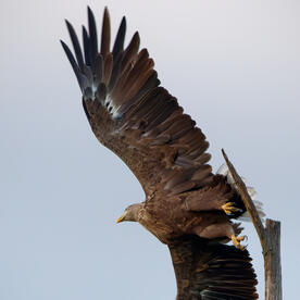 Piep einmal! Der Seeadler