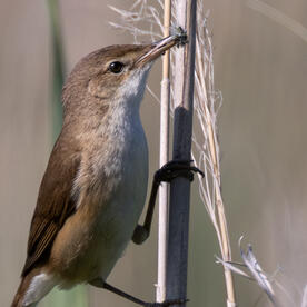 Piep einmal! Der Teichrohrsänger