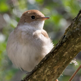 Piep einmal! Die Nachtigall