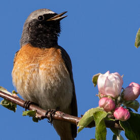 Piep einmal! Der Gartenrotschwanz
