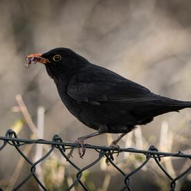 Piep einmal! Die Amsel