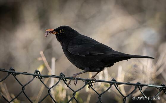 Piep einmal! Die Amsel