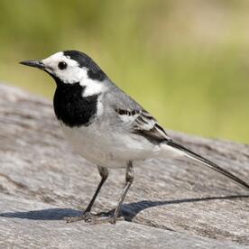 Piep einmal! Die Bachstelze