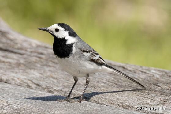 Piep einmal! Die Bachstelze