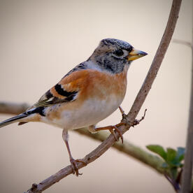 Piep einmal! Der Bergfink