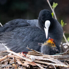 Piep einmal! Das Blässhuhn