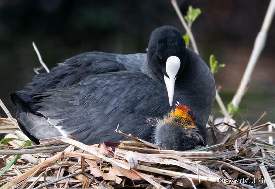 Piep einmal! Das Blässhuhn