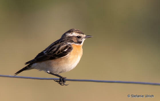 Piep einmal! Das Braunkehlchen