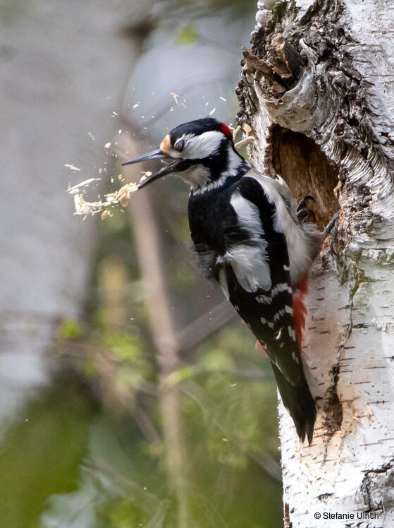 Buntspecht beim Höhlenbau