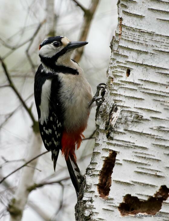 Piep einmal! Der Buntspecht