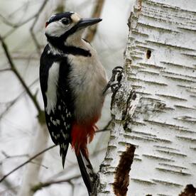 Piep einmal! Der Buntspecht