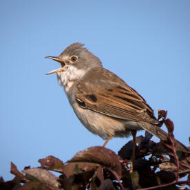 Piep einmal! Die Dorngrasmücke