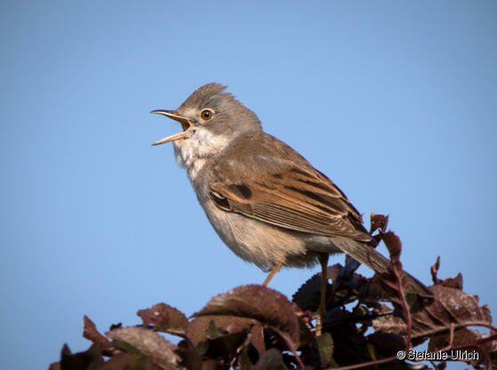 Piep einmal! Die Dorngrasmücke