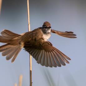 Piep einmal! Der Drosselrohrsänger