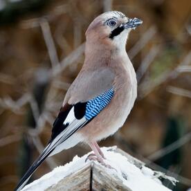 Piep einmal! Der Eichelhäher