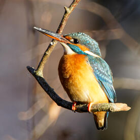 Piep einmal! Der Eisvogel