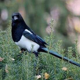 Piep einmal! Die Elster