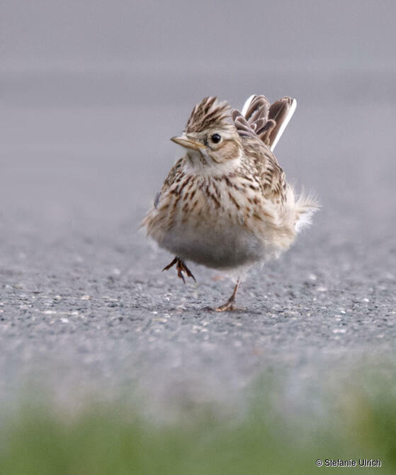 Piep einmal! Die Feldlerche