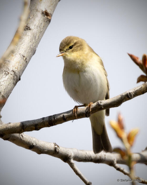 Piep einmal! Der Fitis