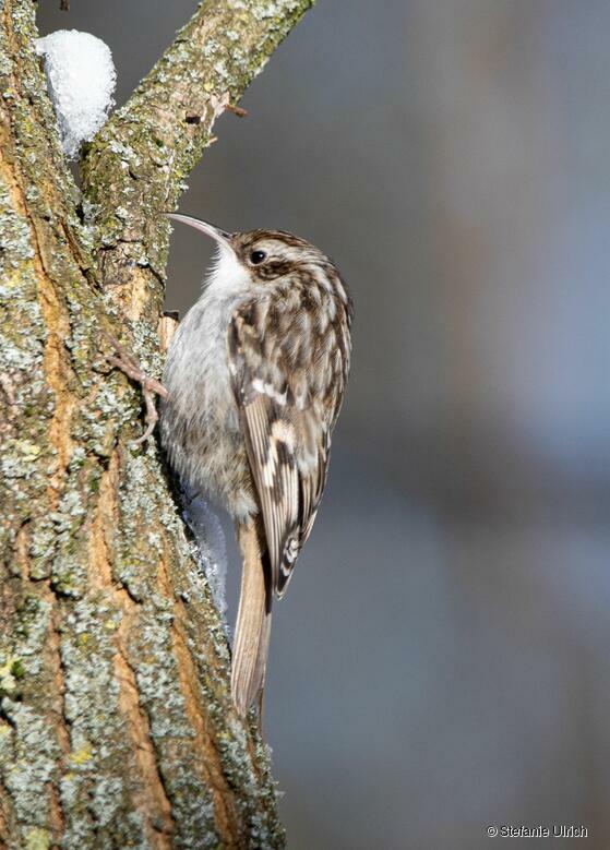 Piep einmal! Der Gartenbaumläufer