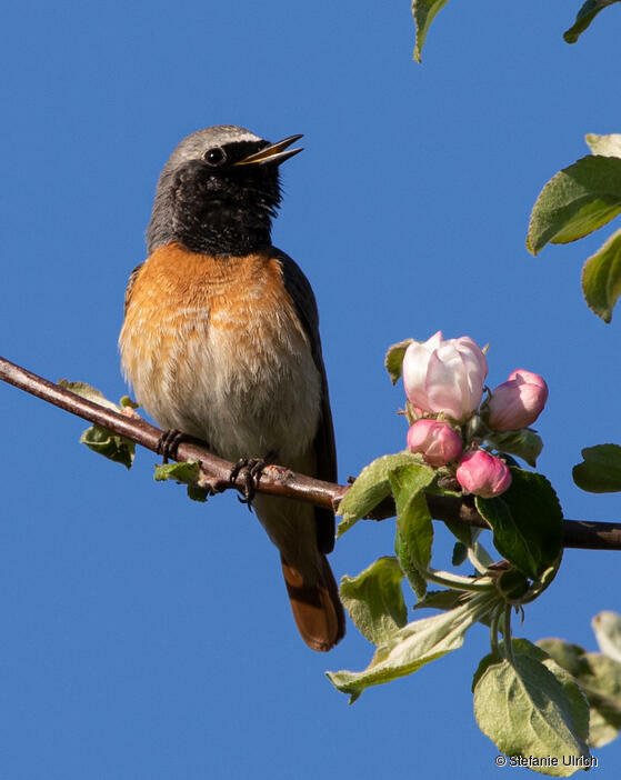 Piep einmal! Der Gartenrotschwanz