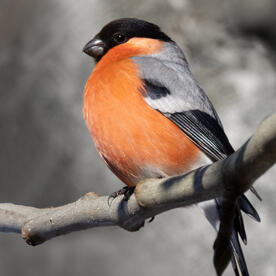 Piep einmal! Der Gimpel